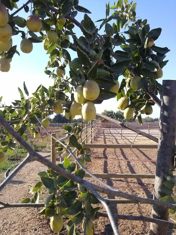 Masseria Sucea Martano Kültér fotó