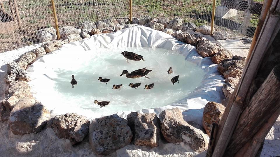 Masseria Sucea Martano Kültér fotó