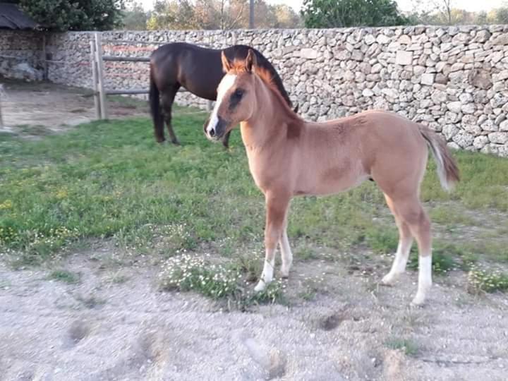 Masseria Sucea Martano Kültér fotó